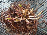 Корневище посконника с ростками в конце мая © Blumgarden.ru