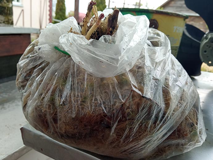 Корневище посконника в пакете с мхом упаковано для бережной пересылки © blumgarden.ru