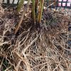 Корневища посконника пурпурного © blumgarden.ru