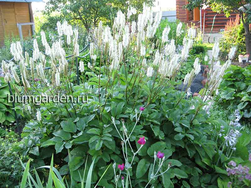 Кровохлебка белая ситхинская (Sanguisorba sitchensis)