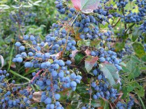 Магония падуболистная (Mahonia Aquifolia)