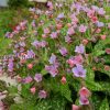 Цветение медуницы сахарной © blumgarden.ru