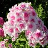 Флокс Румяный © blumgarden.ru