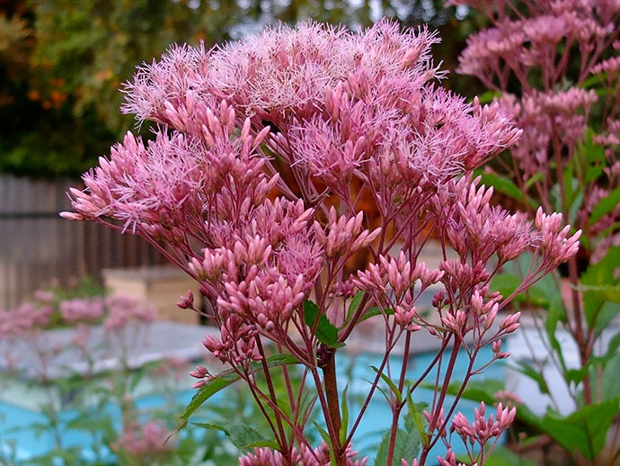 Посконник пурпурный (Eupatorium purpureum), медонос