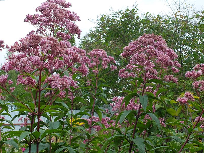 Цветущие кусты посконника пурпурного в цветнике © blumgarden.ru