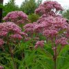 Посконник пурпурный (Eupatorium purpureum) © blumgarden.ru