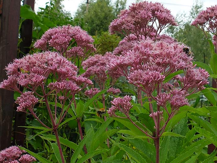 Посконник пурпурный (Eupatorium purpureum) © blumgarden.ru