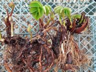 Примеры делёнок корневищ кровохлебки ситхинской © Blumgarden.ru