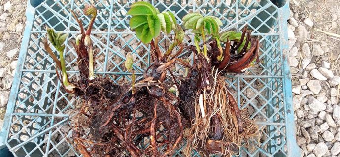 Примеры делёнок корневищ кровохлебки ситхинской © blumgarden.ru