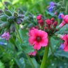 Примула канделябровая розовая © blumgarden.ru