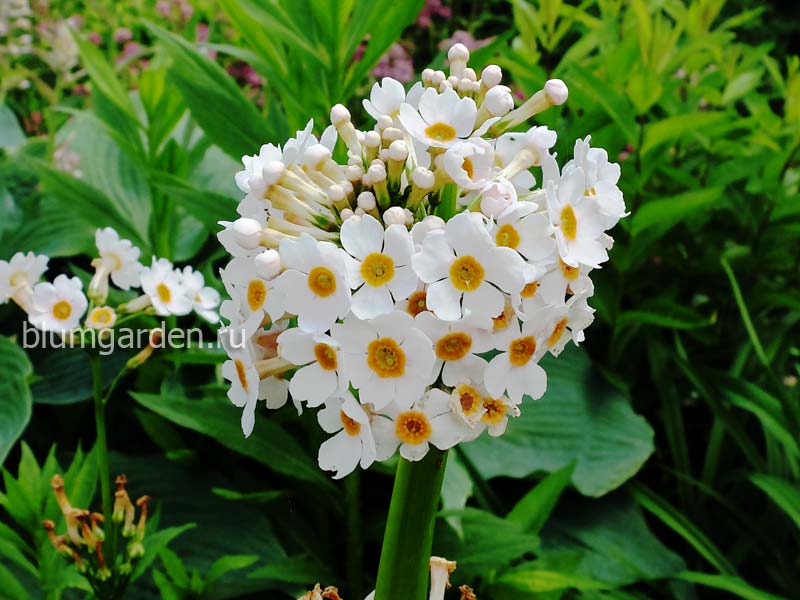 Примула японская белая (Primula japonica)