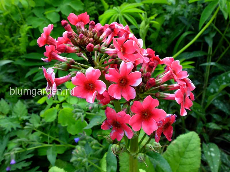 Примула японская розовая (Primula japonica)