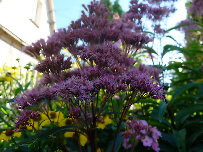 Пурпурно-розовые соцветия посконника в саду среди желтых гелениумов и флоксов © blumgarden.ru