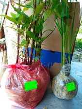 Саженцы посконника и молинии упакованы для пересылки почтой © Blumgarden.ru