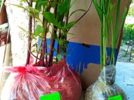 Саженцы посконника и молинии упакованы для пересылки почтой © Blumgarden.ru