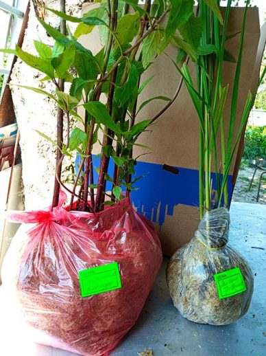 Саженцы посконника и молинии упакованы для пересылки почтой © blumgarden.ru