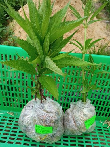 Саженцы посконников во мху сфагнуме упакованы для доставки почтой © blumgarden.ru