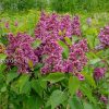 Саженцы сирени Леди Линдсей © blumgarden.ru