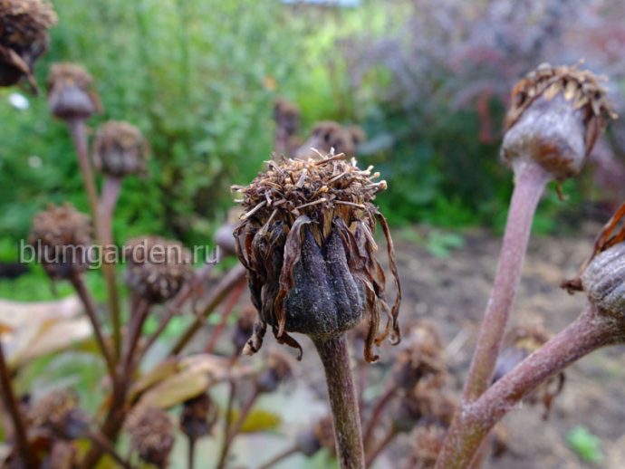 Семена бузульника Отелло © blumgarden.ru