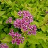 Цветущий куст спиреи Голден Принцесс © blumgarden.ru