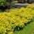 Спирея японская «Голден Принцесс» (Spiraea japonica Golden Princess) © blumgarden.ru