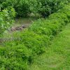 Спирея японская Литл Принцесс © blumgarden.ru