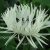 Василек белый горный (Centaurea montana Alba) © blumgarden.ru