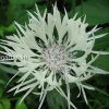 Василек белый горный (Centaurea montana Alba) центр цветка © blumgarden.ru