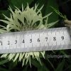 Василек белый горный (Centaurea montana Alba) - размер цветка © blumgarden.ru