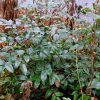 Вечнозеленая магония падуболистная © blumgarden.ru