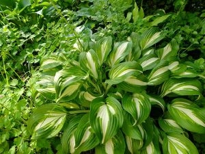 Хоста волнистая унивитата (Hosta Undulata Univittata)