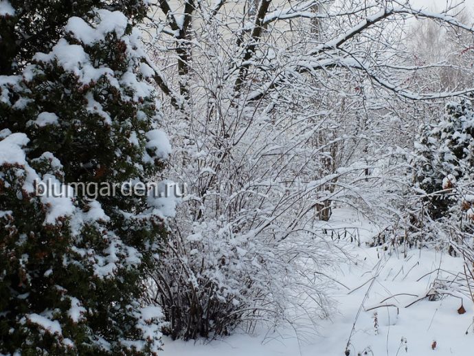 Приметы погоды. Зима © blumgarden.ru