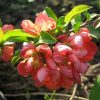 Айва японская с розовыми цветками © blumgarden.ru