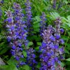 Живучка ползучая Atropurpurea © blumgarden.ru