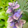 Живучка ползучая Burgundy Glow © blumgarden.ru