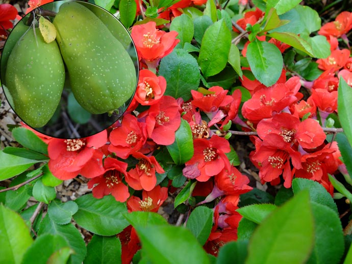 Айва японская хеномелес (Chaenomeles japonica)