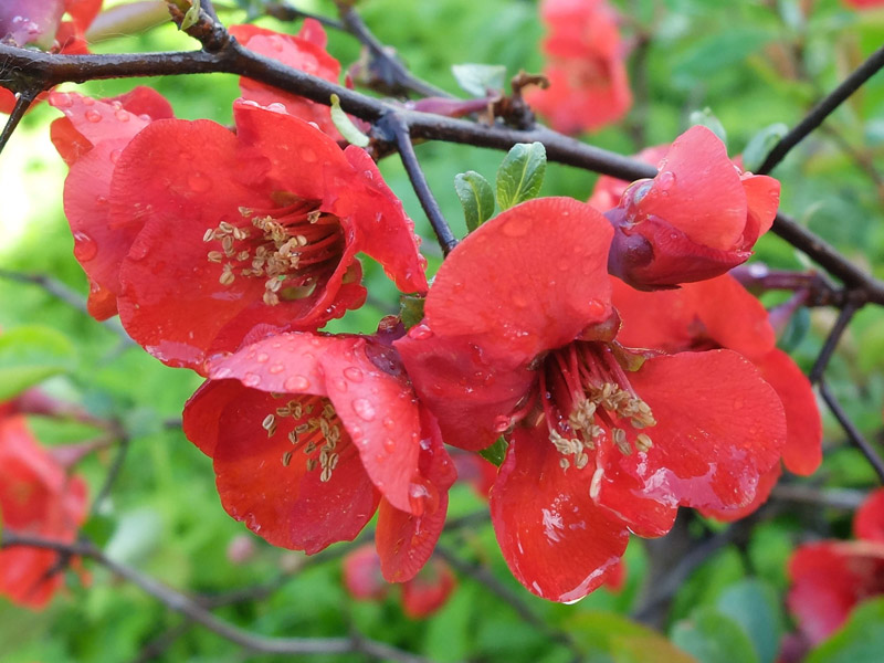 Красно-оранжевые цветы для клумбы ⋆ blumgarden.ru