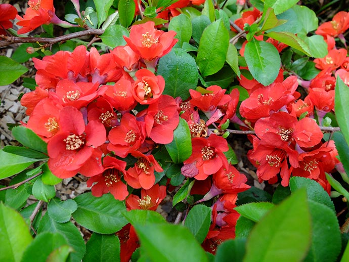 Айва японская хеномелес (Chaenomeles japonica)