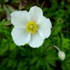 Анемона весенняя (Anemone sylvestris) © blumgarden.ru