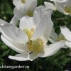 Анемона лесная, ветреница (Anemone sylvestris) © blumgarden.ru