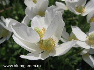 Анемона лесная, ветреница (Anemone Sylvestris) © Blumgarden.ru