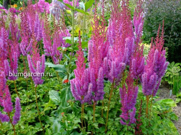 Долгоцветущие многолетники для сада ⋆ blumgarden.ru