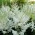 Астильба Арендса «Вайс Глория» (Astilbe Weisse Gloria) © blumgarden.ru