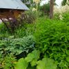 Астильбоидес пластинчатый © blumgarden.ru