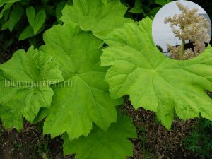 Астильбоидес пластинчатый (Astilboides Tabularis)