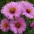Астра новоанглийская «Квинтон Мензис» (Aster nova-angliae Kvinton Menzis) © blumgarden.ru