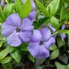 Барвинок малый (Vinca minor) © blumgarden.ru