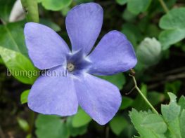 Барвинок малый (Vinca Minor) © Blumgarden.ru