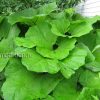 Прибрежные растения - Белокопытник гибридный (Petasites hybridus) © blumgarden.ru