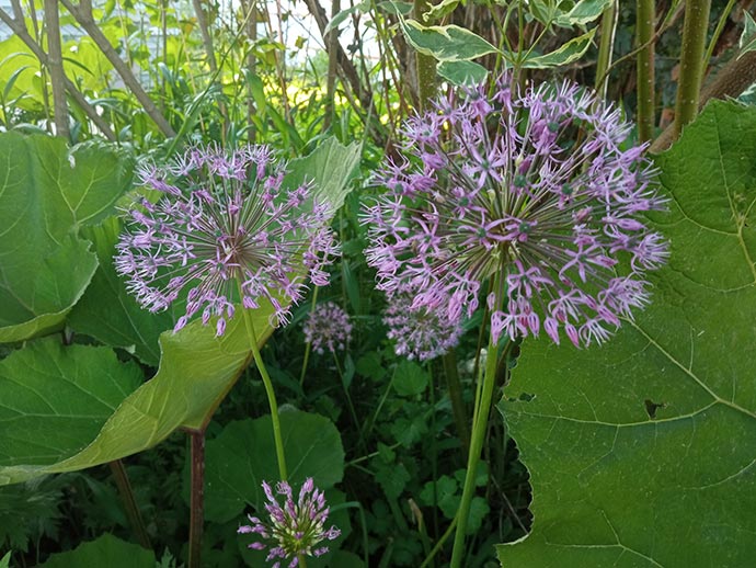 Белокопытник и декоративный лук в цветнике © blumgarden.ru